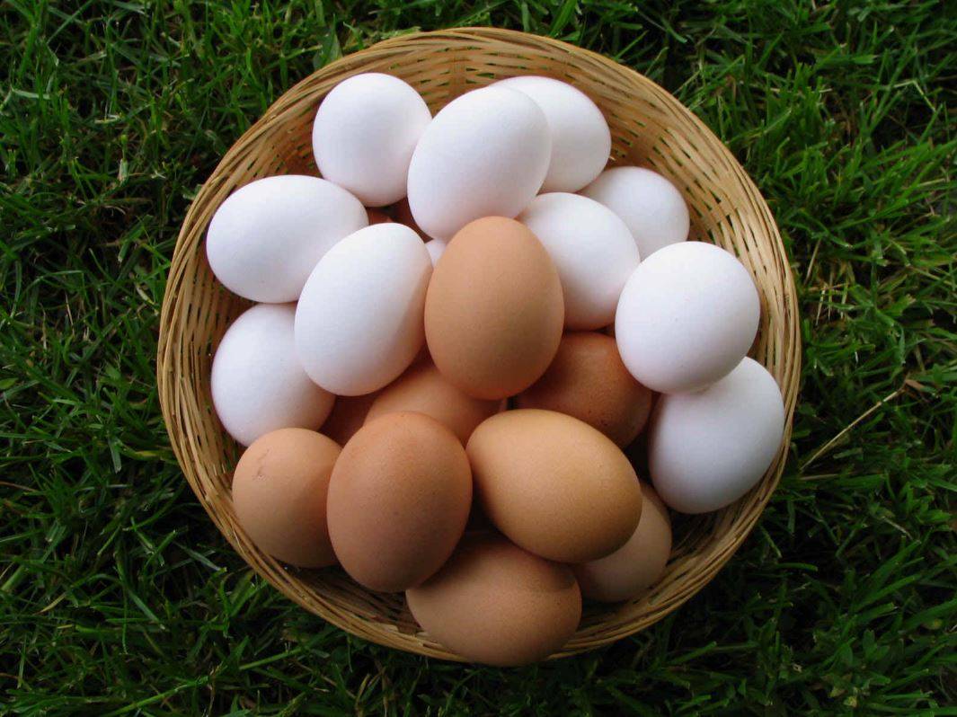 Beyaz mı kahverengi mi? Hangi yumurta daha sağlıklı? 21